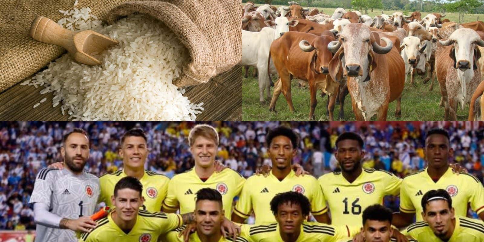 El jugador de la Selección Colombia se anticipa al retiro y en su finca en Tolima tiene un próspero negocio.